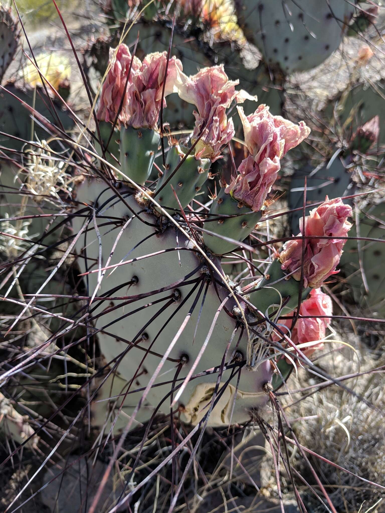 صورة Opuntia azurea var. diplopurpurea