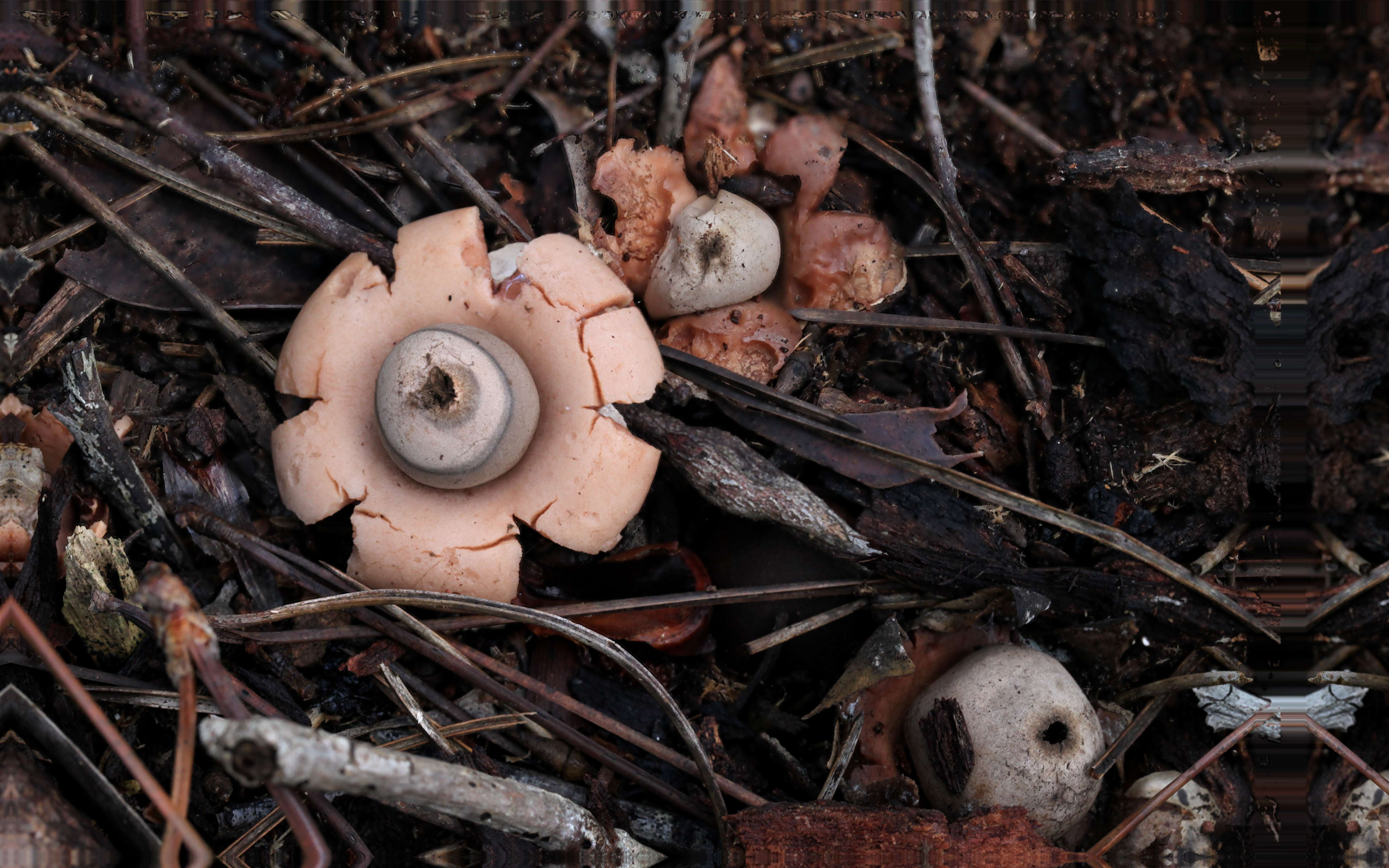 Plancia ëd Geastrum triplex Jungh. 1840