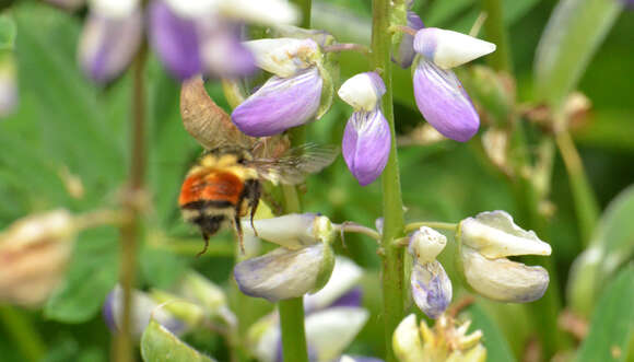 Image of Black Tail Bumble Bee