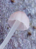 Image of Mycena smithiana Kühner 1938