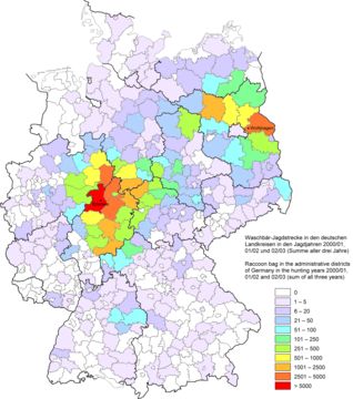 Map of Common Raccoon