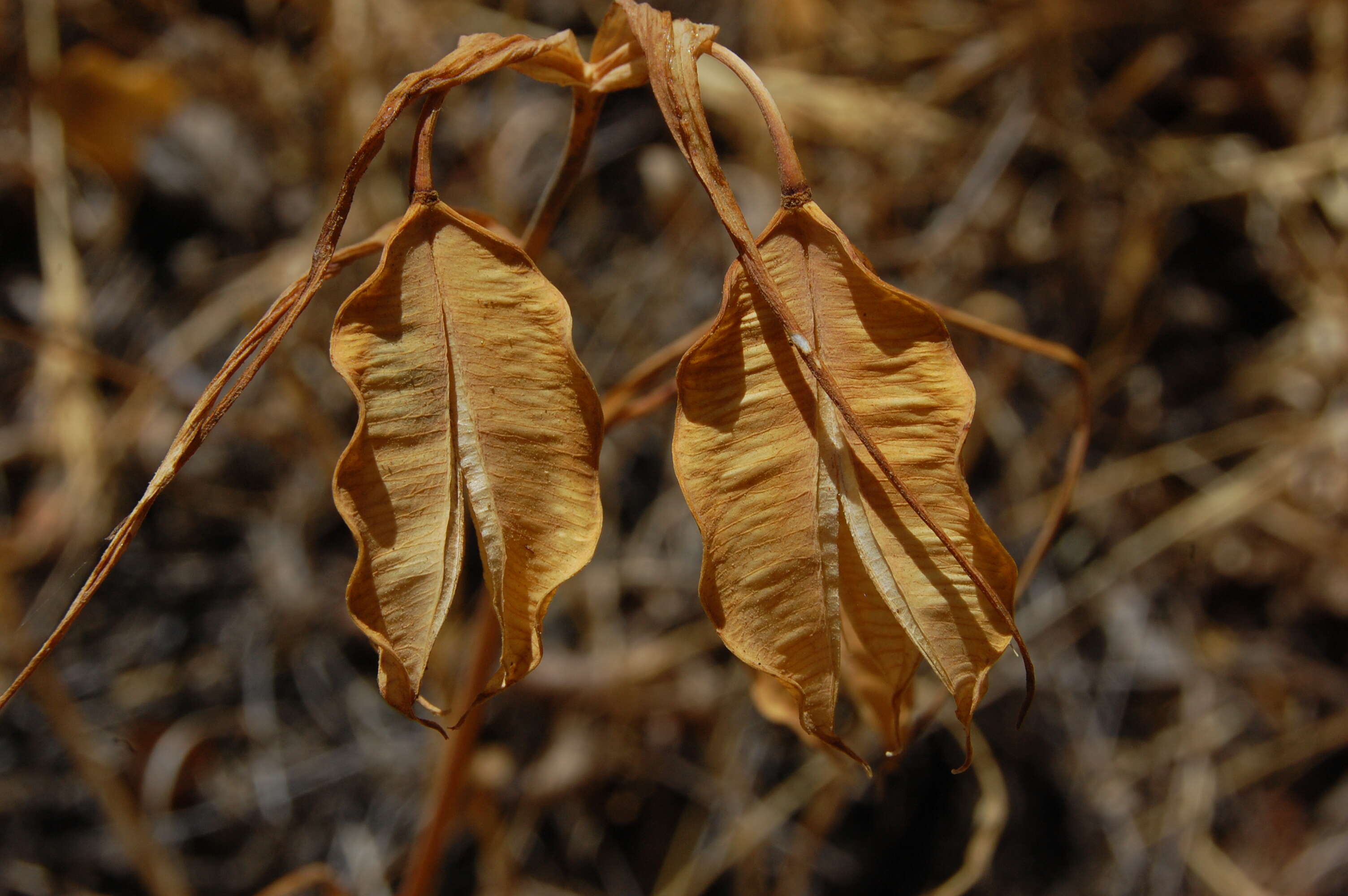 Imagem de Calochortus albus (Benth.) Douglas ex Benth.