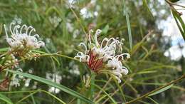 Imagem de Grevillea linearifolia (Cav.) Druce