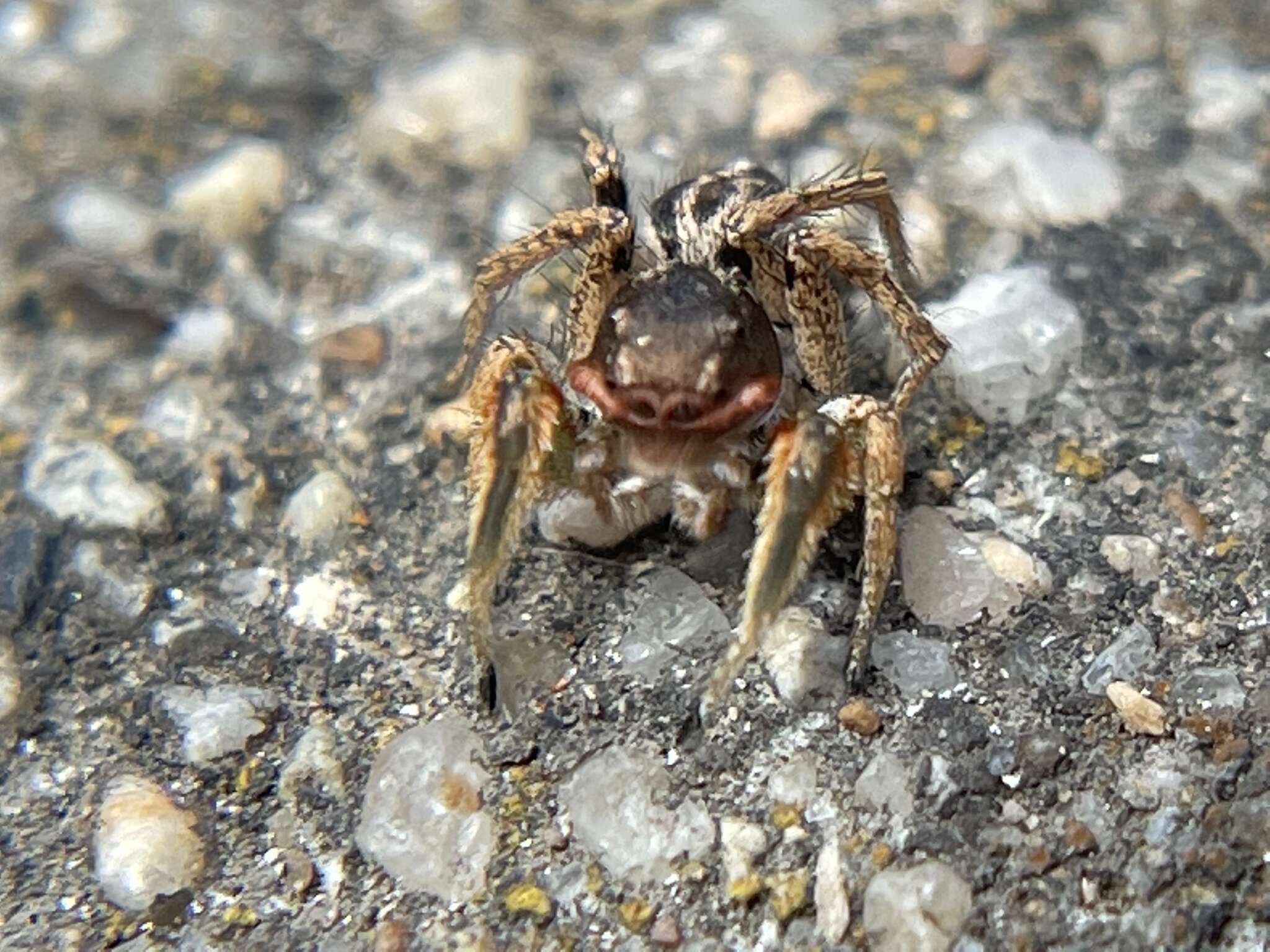 Image of Habronattus mustaciatus (Chamberlin & Ivie 1941)