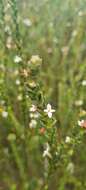 Image of Gnidia spicata (L. fil.) Gilg