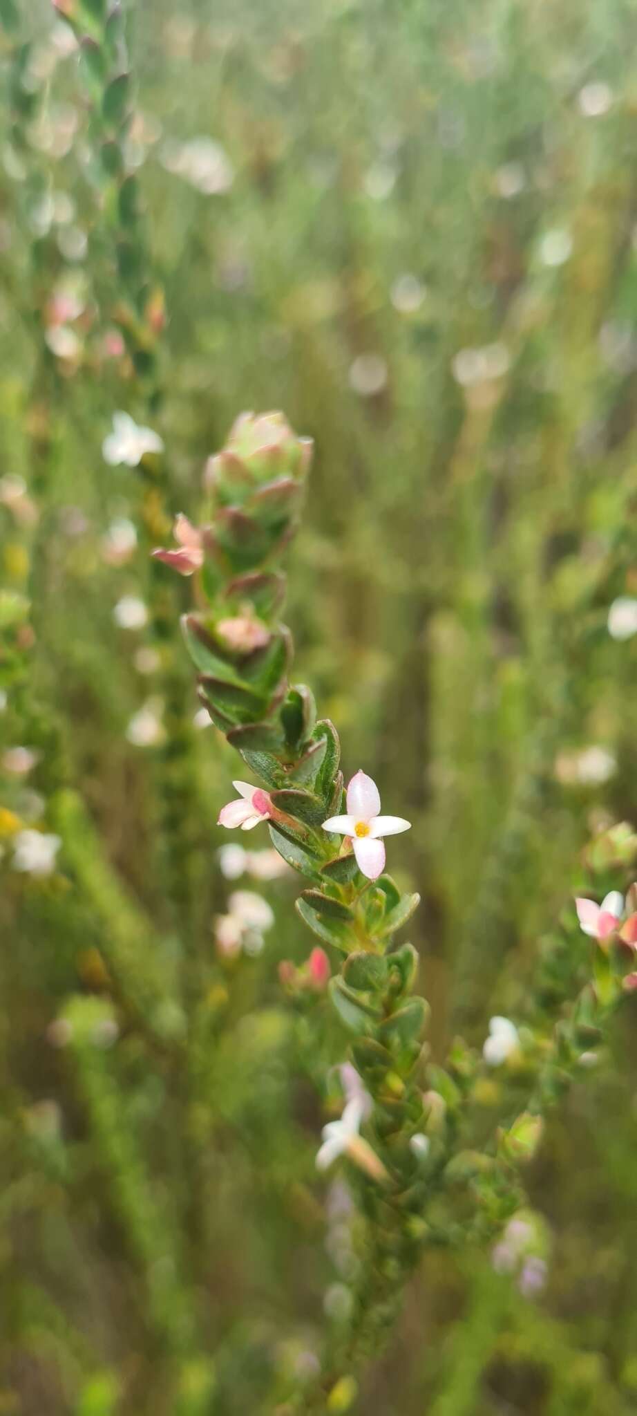 Image of Gnidia spicata (L. fil.) Gilg