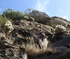 Image of Cylindropuntia imbricata subsp. rosea