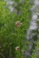 Image of Feay's prairie clover