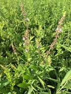 Image de Stachys hispida Pursh