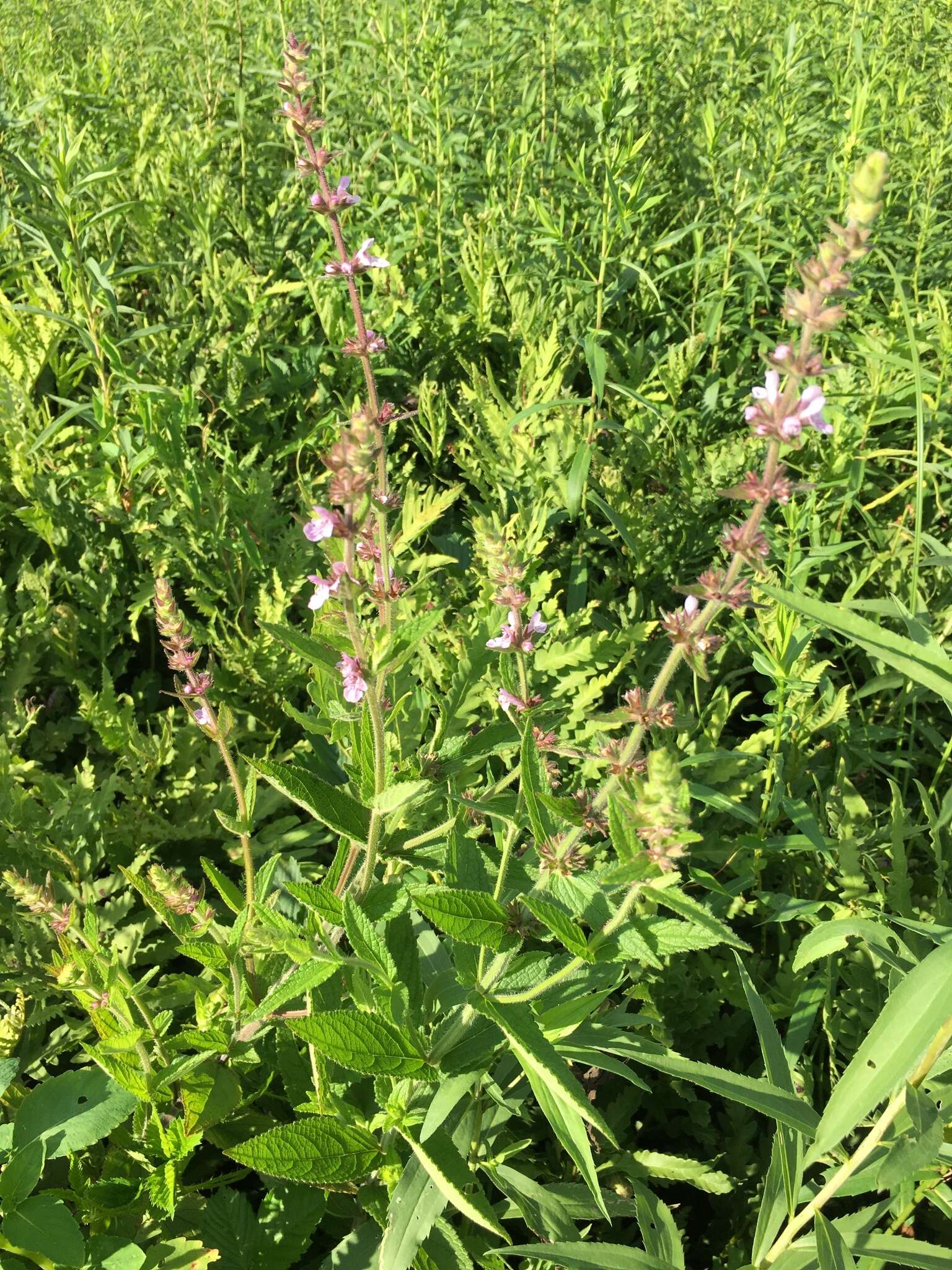 Image of Stachys hispida Pursh