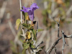 Sivun Ruellia californica subsp. californica kuva