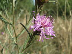 Image of spotted knapweed