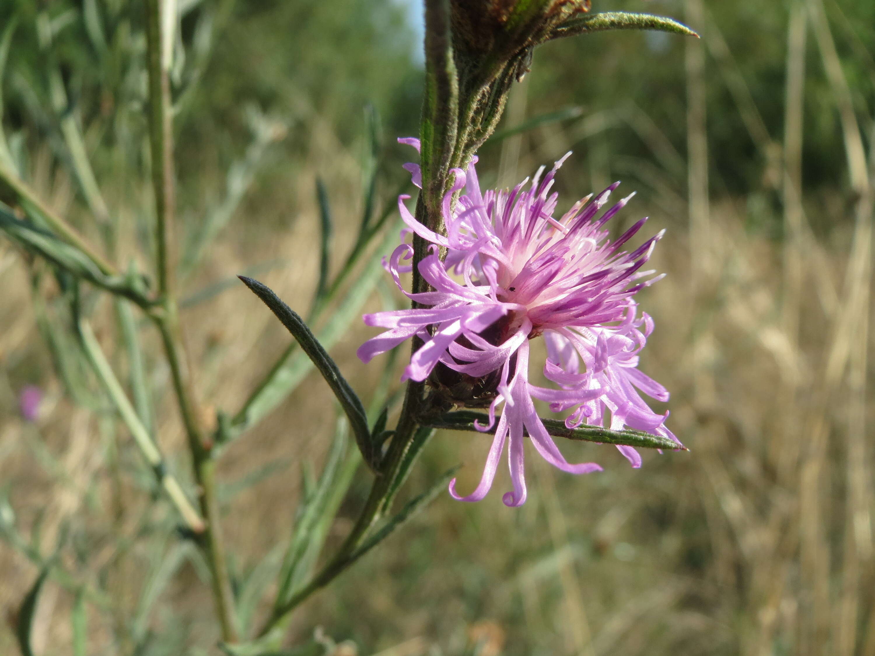 Image of spotted knapweed