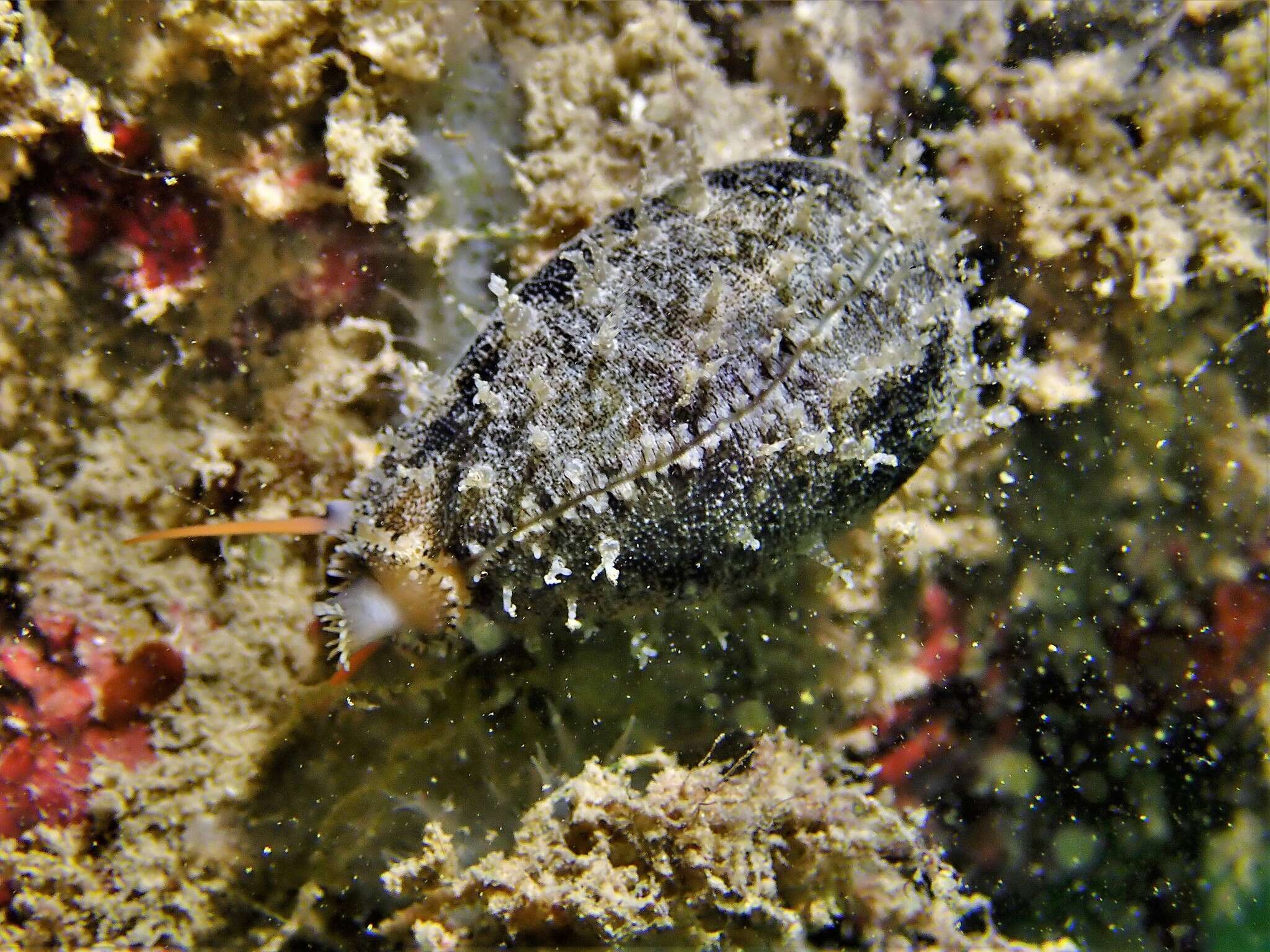 Image of mistaken cowrie