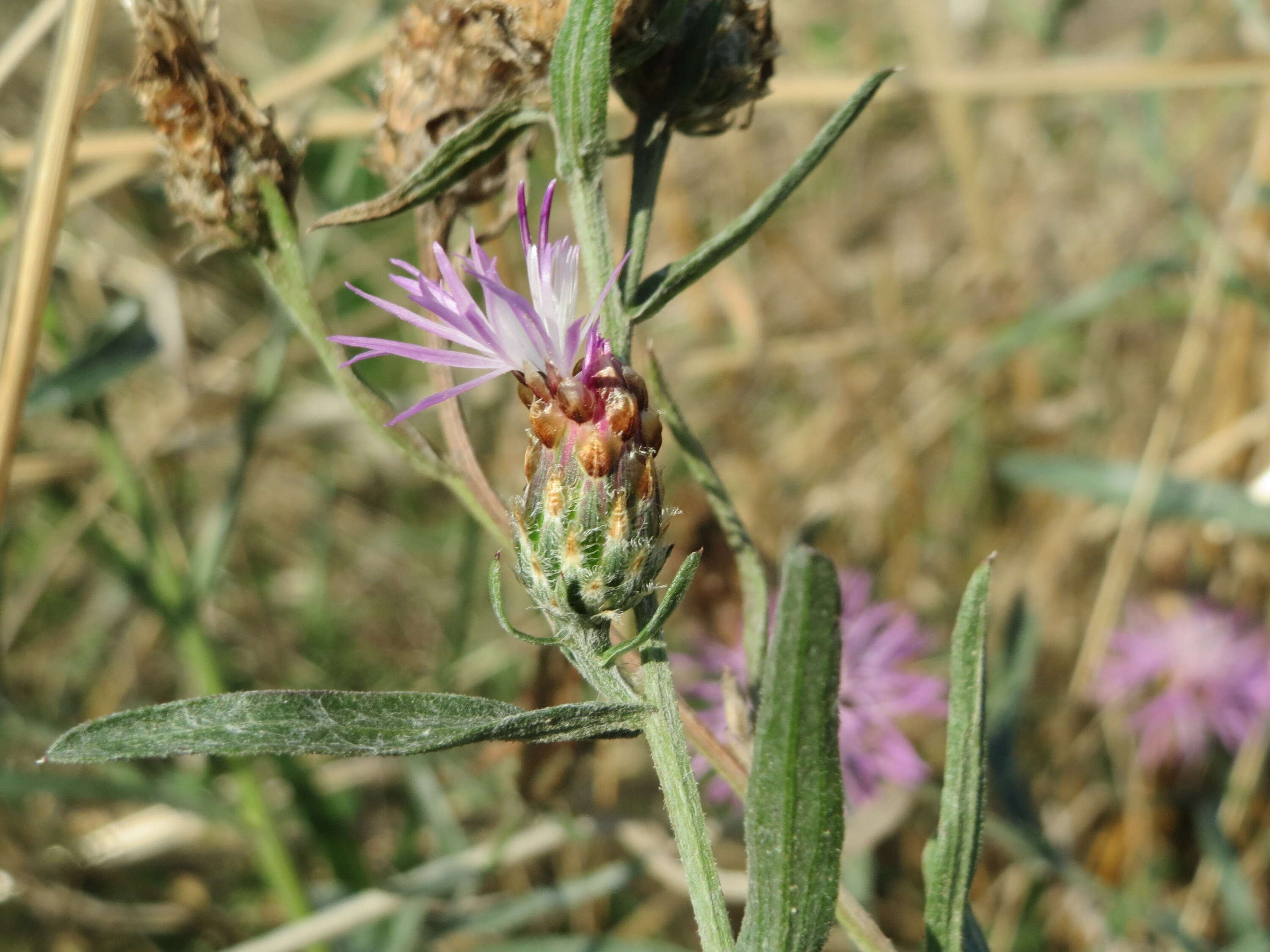 Image of spotted knapweed