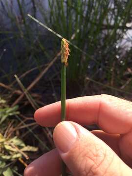 Image of Chinese water chestnut