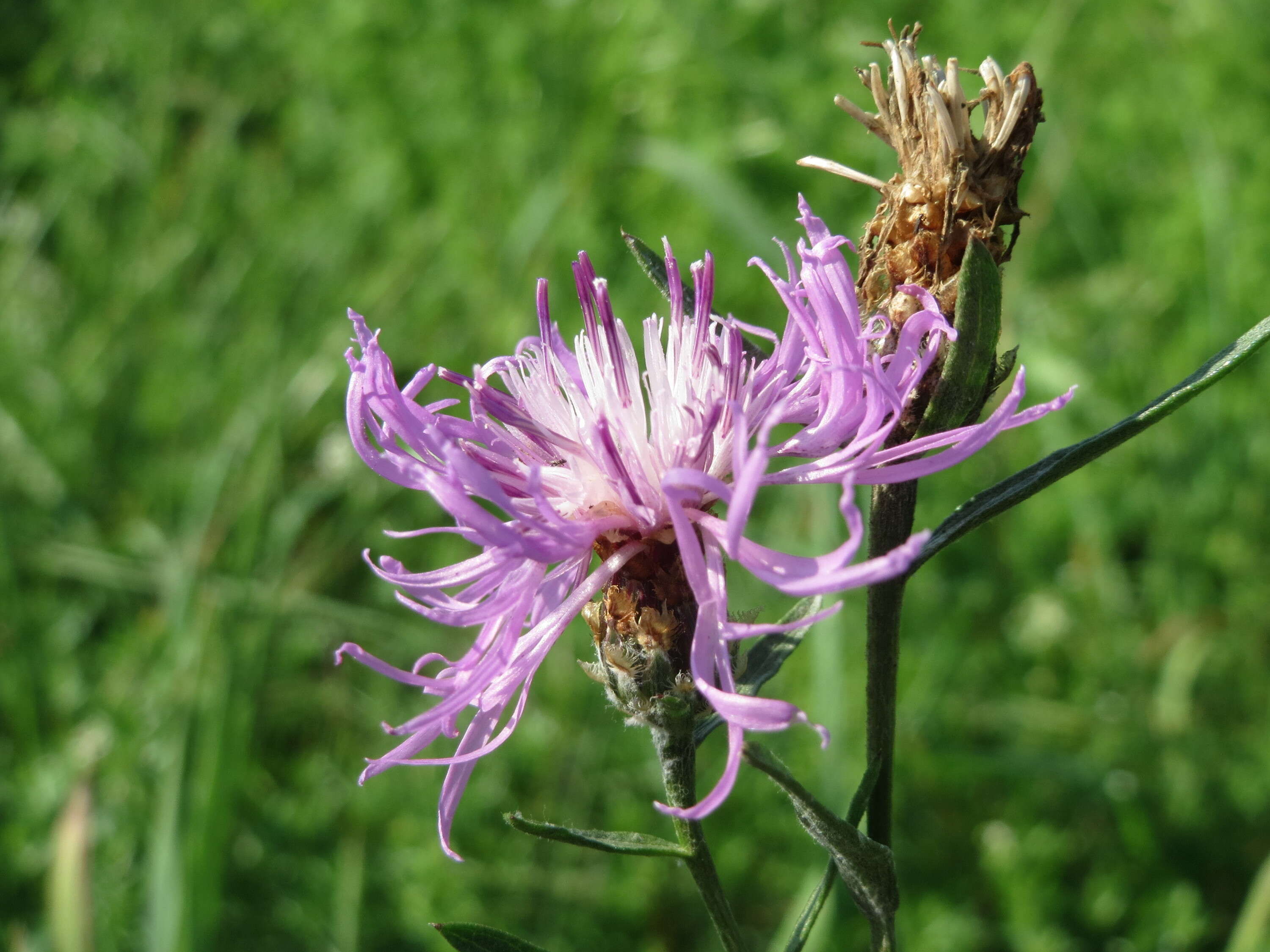 Image of spotted knapweed