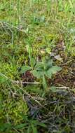 Image of Pterostylis arenicola M. A. Clem. & J. Stewart