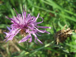 Image of spotted knapweed