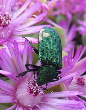 Image of <i>Melyris viridis</i>