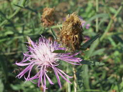 Image of spotted knapweed