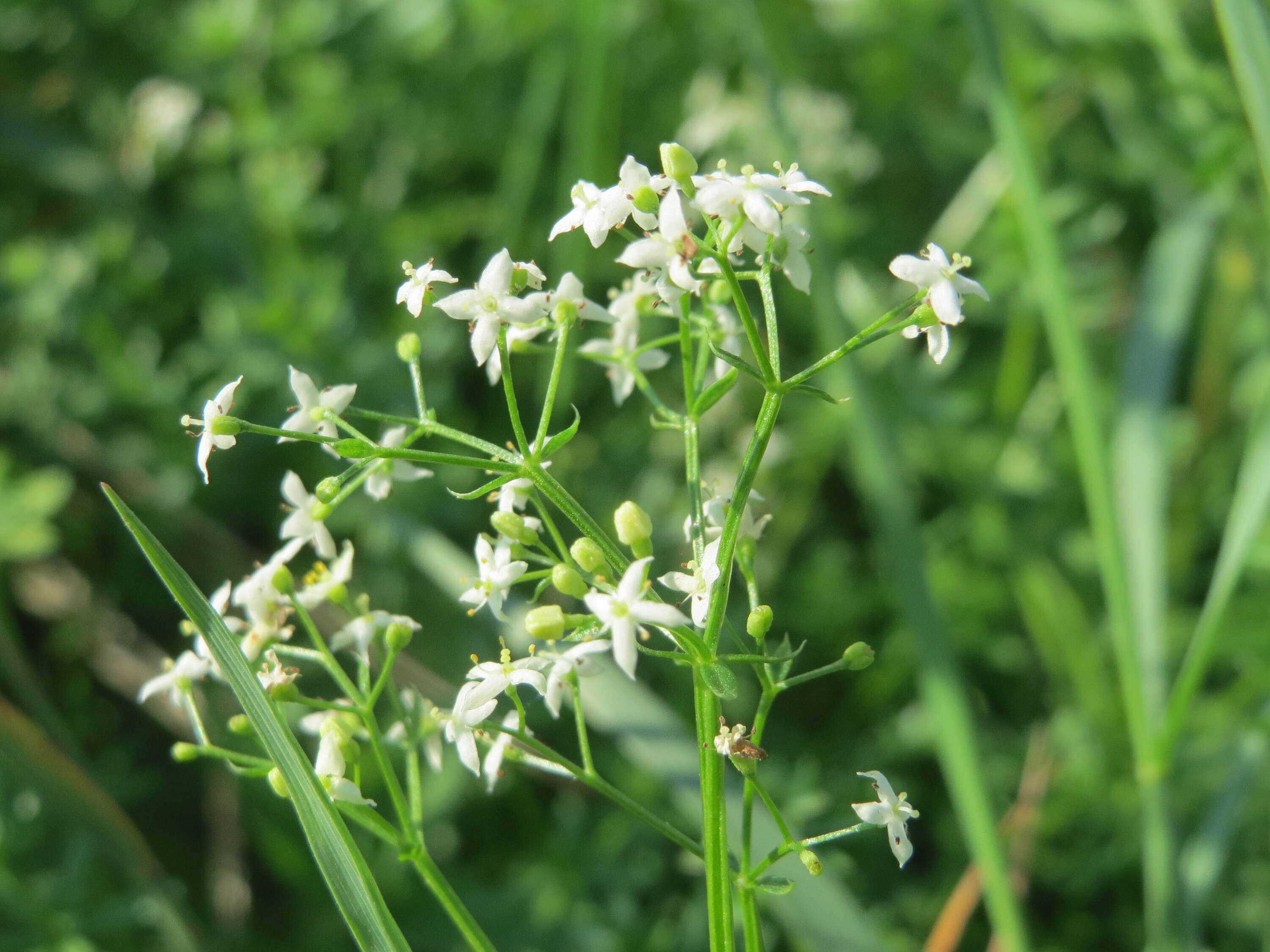 Image of White bedstraw