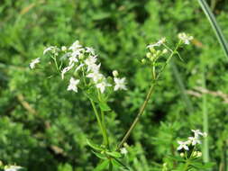 Image of White bedstraw