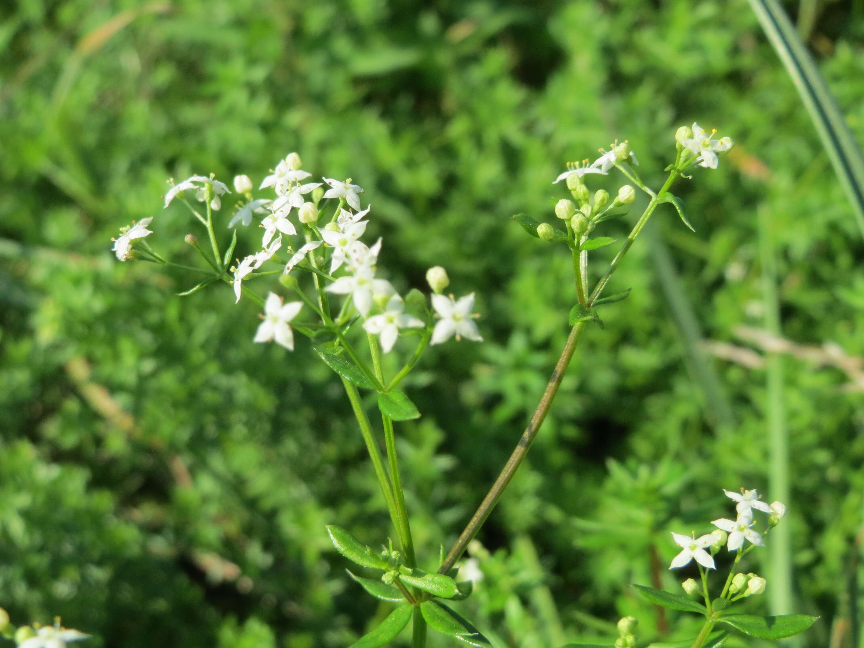 Image of White bedstraw