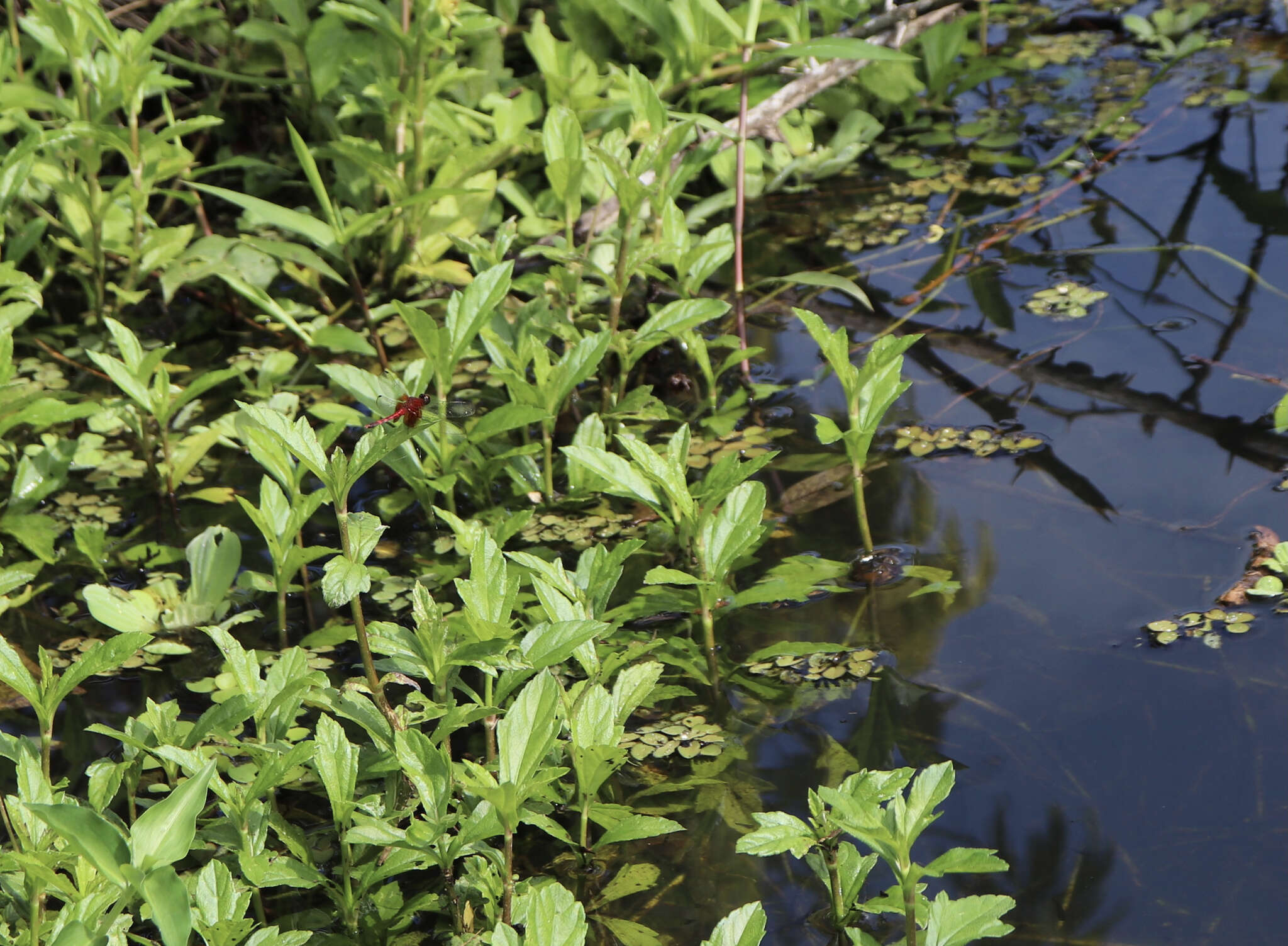 Image of Red-mantled Dragonlet