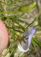 Image of Psoralea imminens