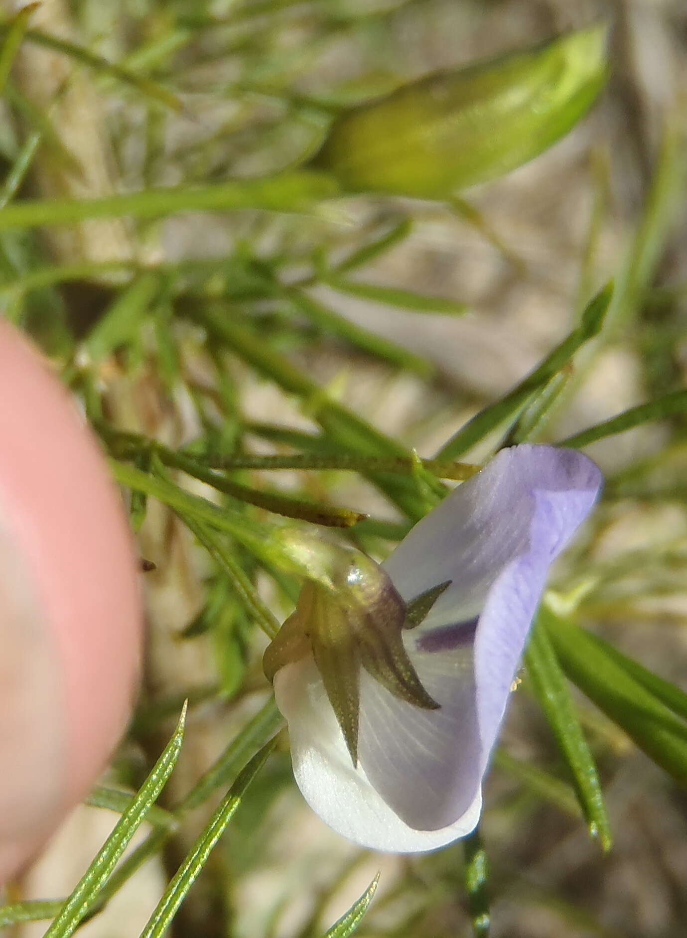 Image of Psoralea imminens