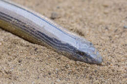 Image of California legless lizard