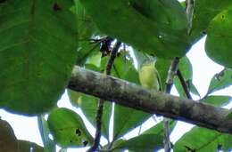 Image of Panamanian Tyrannulet