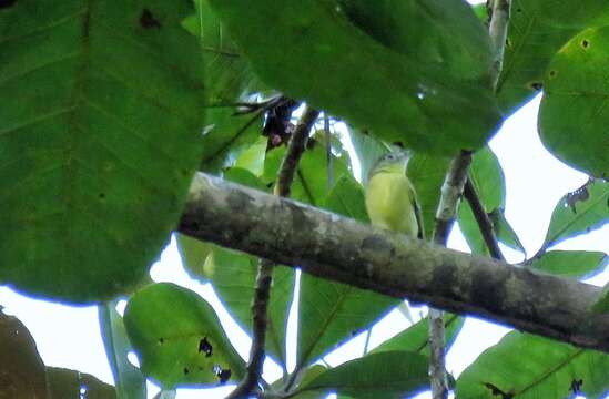 Image of Panamanian Tyrannulet