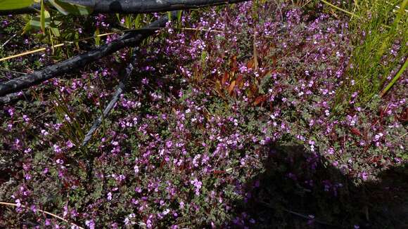 Image of <i>Indigofera alopecuroides</i> var. <i>minor</i> E. Mey.