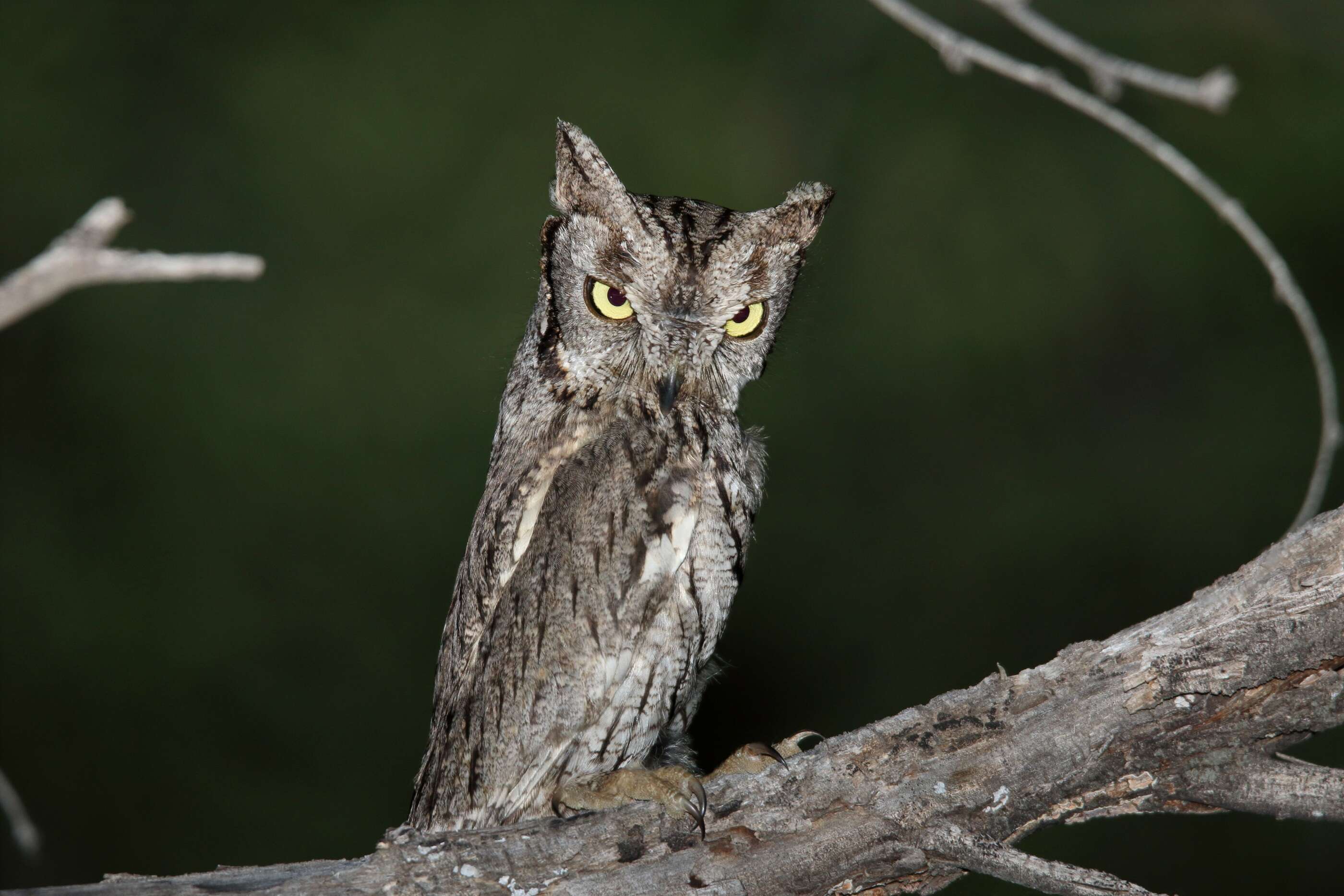 Image of Western Screech Owl