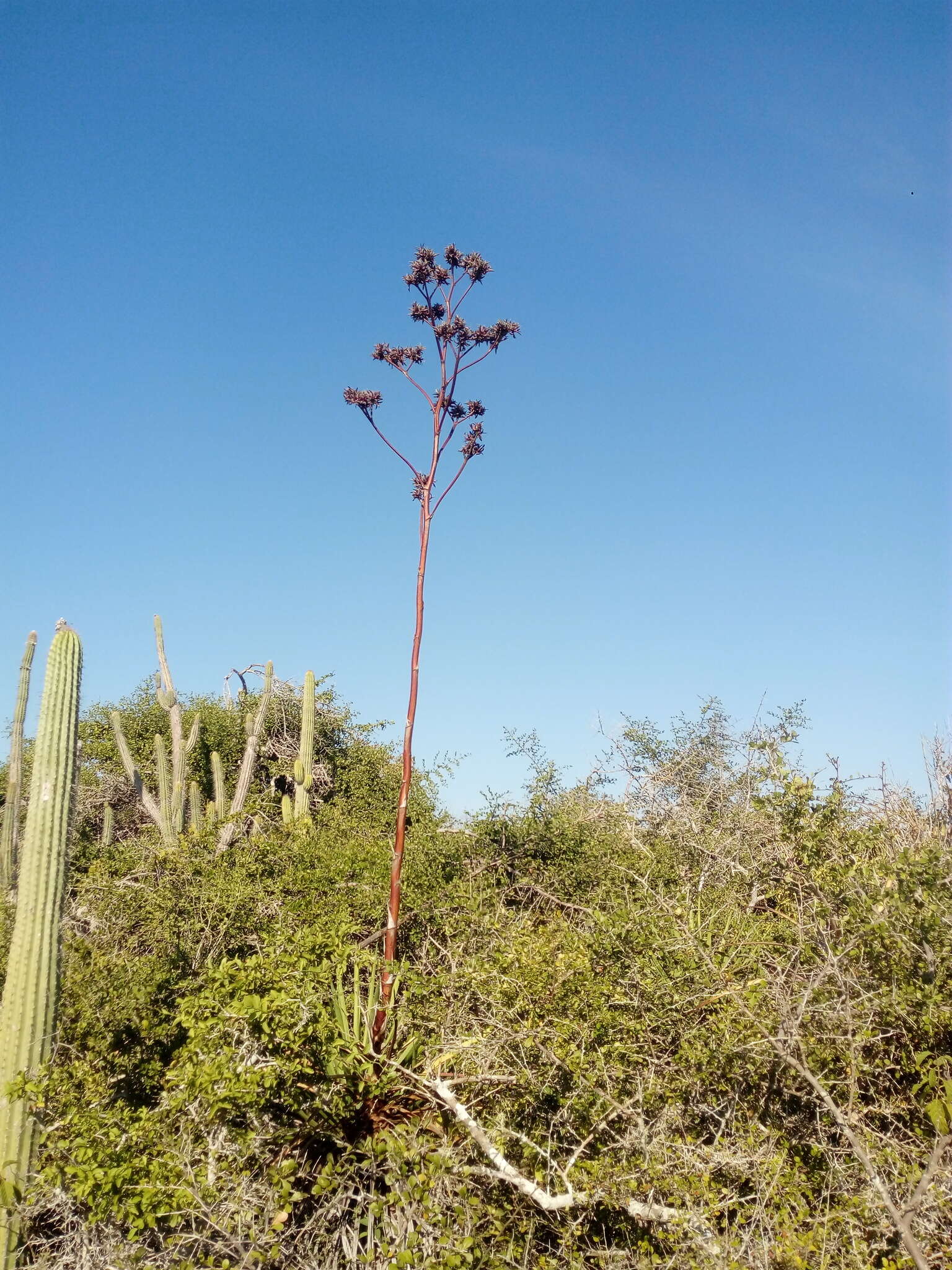 Image of Agave karwinskii Zucc.