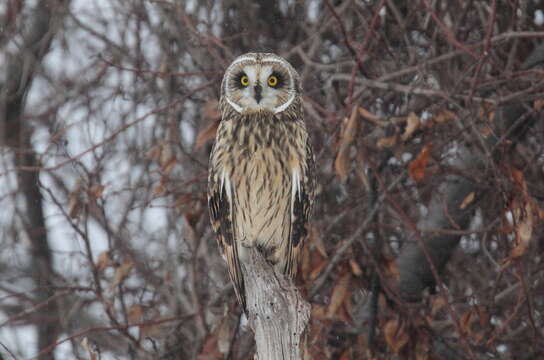 Image de Hibou des marais