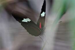 Image of Heliconius himera Hewitson 1867