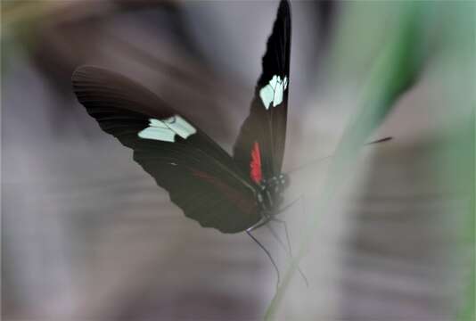 Heliconius himera Hewitson 1867的圖片