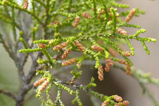 Image of Yellow Silver Pine