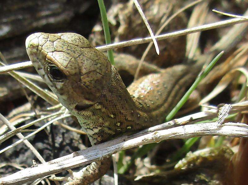 Image of Sand Lizard