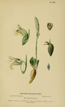 Image of Autumn Lady's-tresses
