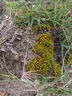 Image of great hairy screw-moss