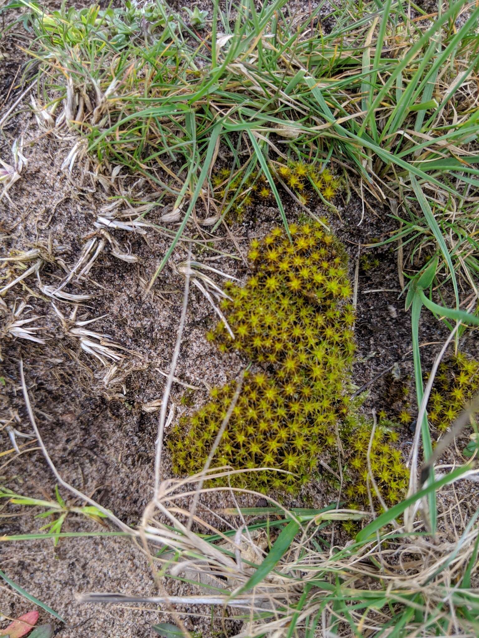 Image of great hairy screw-moss