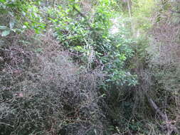 Image of Melicytus ramiflorus subsp. ramiflorus