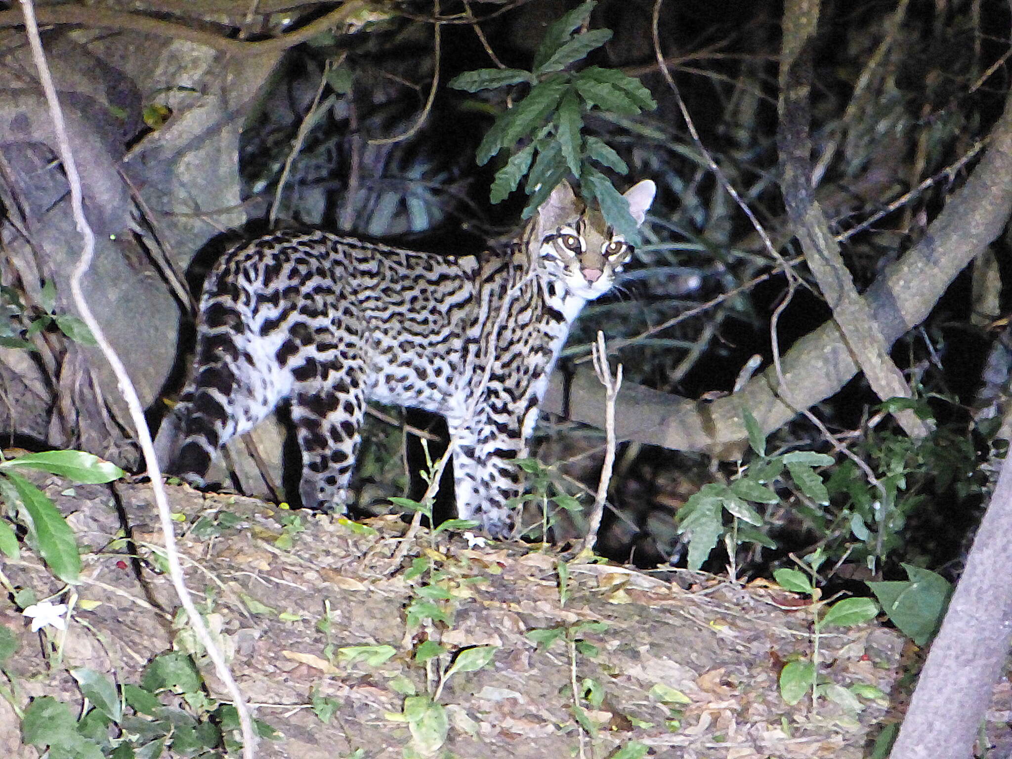 Слика од Leopardus pardalis mitis (F. G. Cuvier 1820)