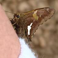 Image of Silver-spotted Skipper