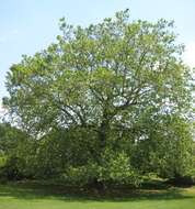 Image of American sycamore