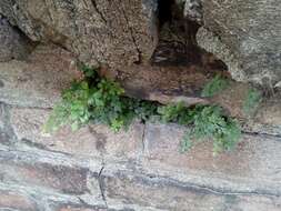 Sivun Asplenium ruta-muraria subsp. ruta-muraria kuva